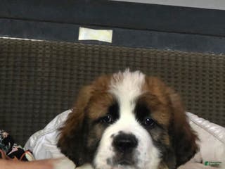 Saint Bernard dogs Saint Bernard Puppy 1 - Ad 3
