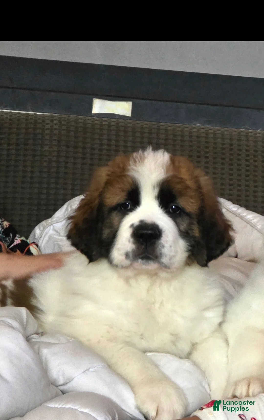 Saint Bernard dogs for sale: Saint Bernard Puppy 1 - Ad 1