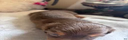 Dachshund dogs for sale: Gari-Long Hair - Ad 5