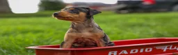 Miniature Pinscher dogs for sale: AMY - Ad 3