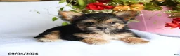 Morkie dogs for sale: May  - Ad 2
