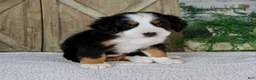 Bernese Mountain Dog dogs for sale: Eva - Ad 6