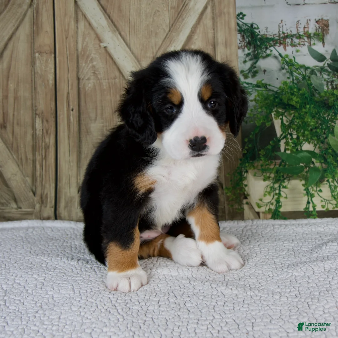 Bernese Mountain Dog dogs for sale: Eva - Ad 6