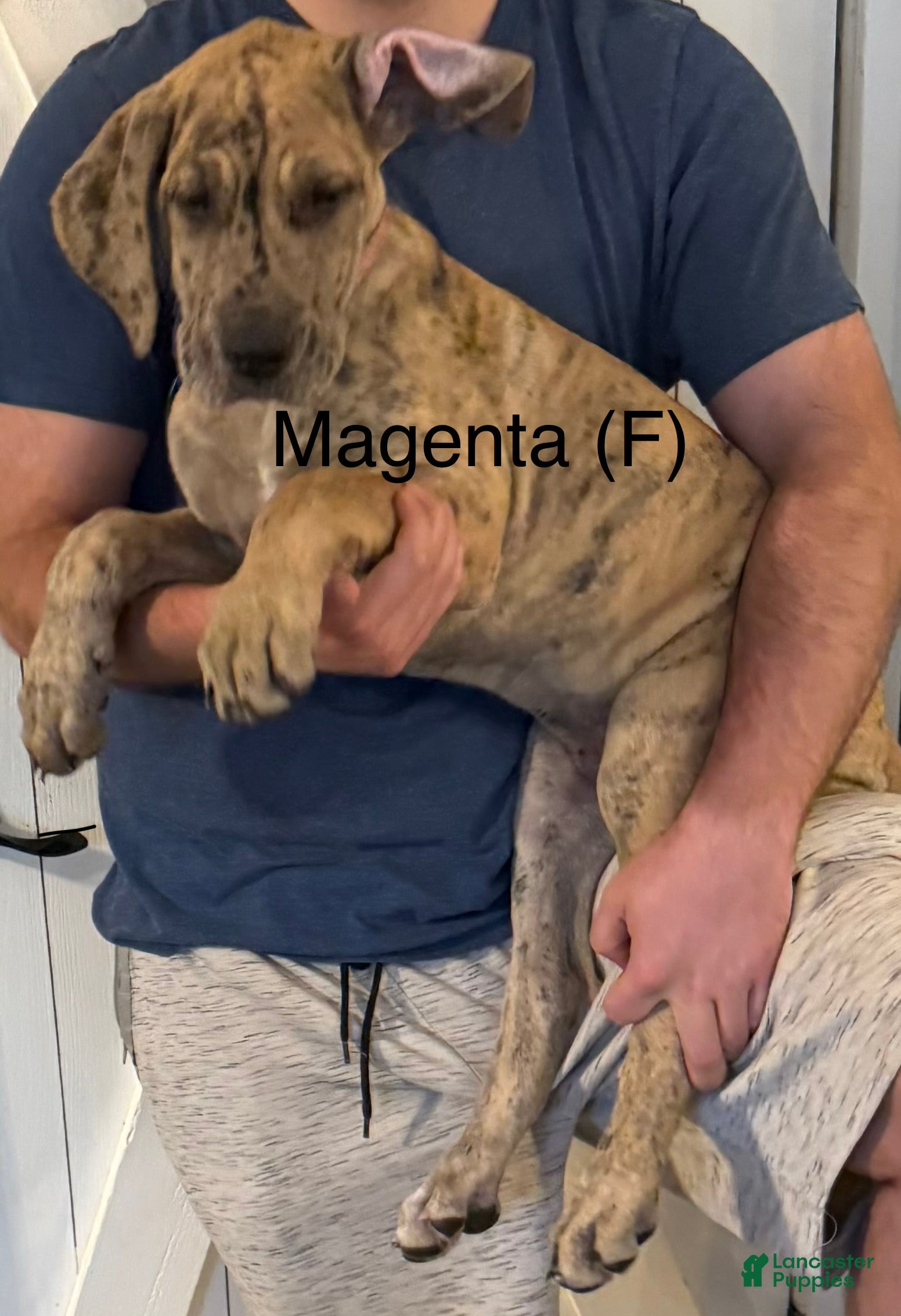 Great Dane dogs Magenta  - Ad 21