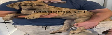 Magenta 