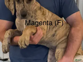Great Dane dogs Magenta - Ad 21