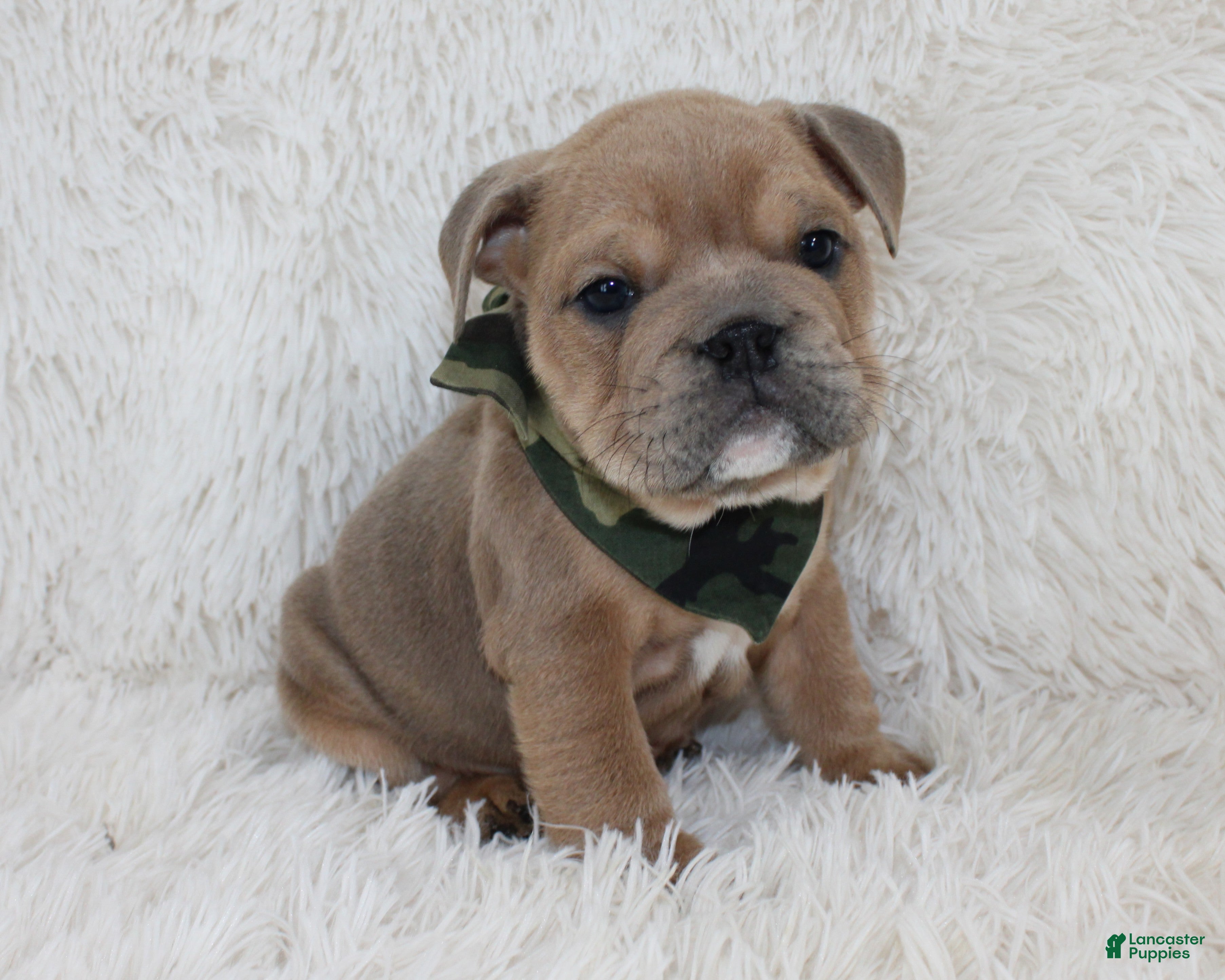 English Bulldog dogs Cash - Ad 41