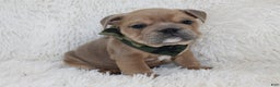 English Bulldog dogs for sale: Cash - Ad 1