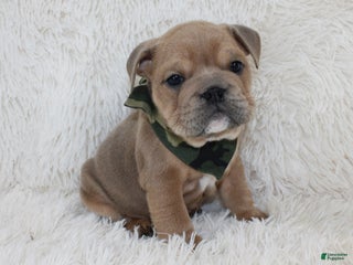 English Bulldog dogs Cash - Ad 41