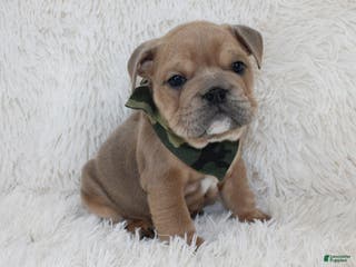 English Bulldog dogs Cash - Ad 39