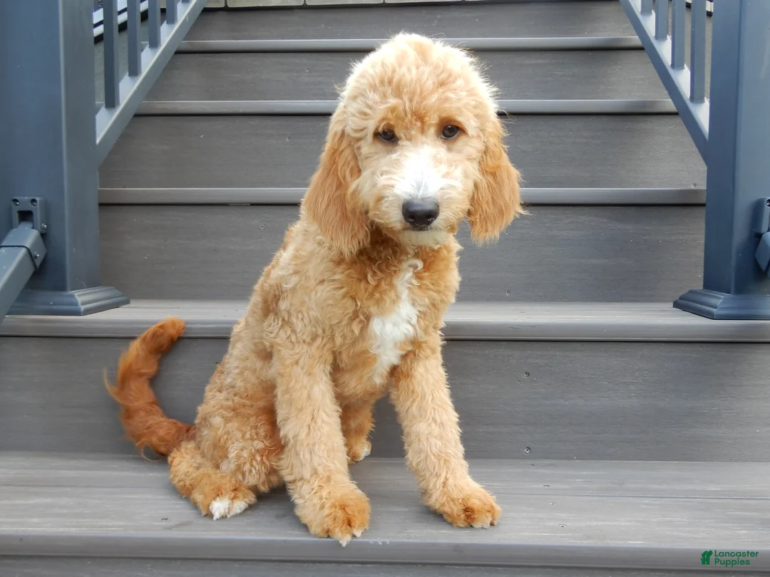 Mini Goldendoodle dogs for sale: Douglas - Ad 2