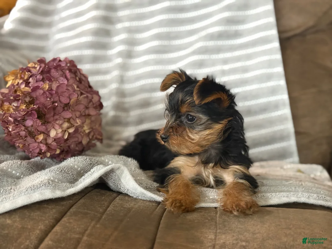 Yorkshire Terrier dogs for sale: Yorkshire Terrier Puppy 1 - Ad 7