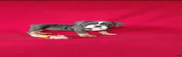 Beabull dogs for sale: Ollie - Ad 5