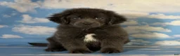 Newfoundland dogs for sale: Phoebe DNA clear OFA Gray - Ad 7