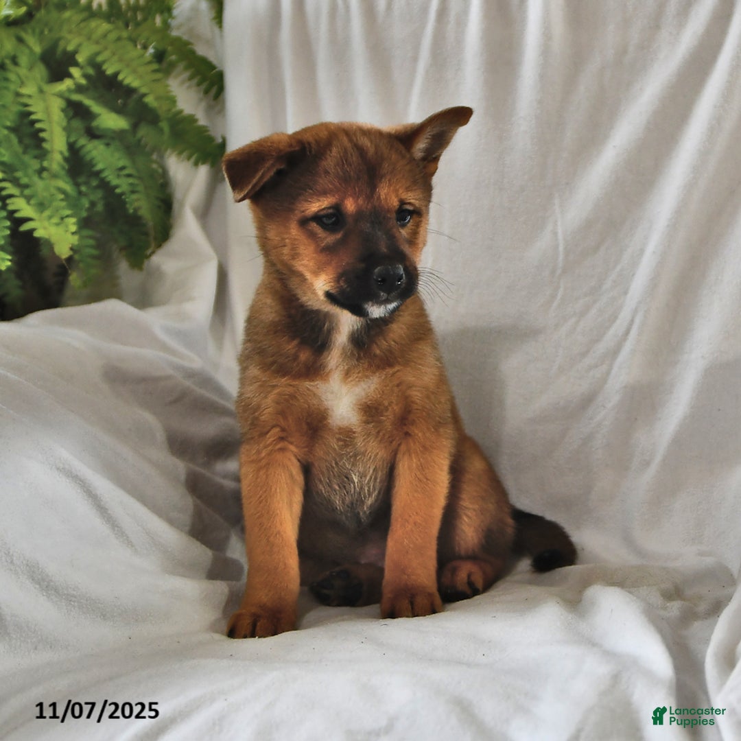 Mixed Breed dogs for sale: Missy - Ad 13