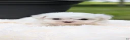 Maltese dogs for sale: Mason - Ad 4