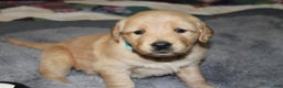 Golden Retriever dogs for sale: Faith - Ad 2