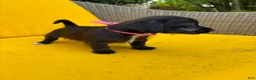 Mixed Breed dogs for sale: Mixed Breed 2 - Ad 2