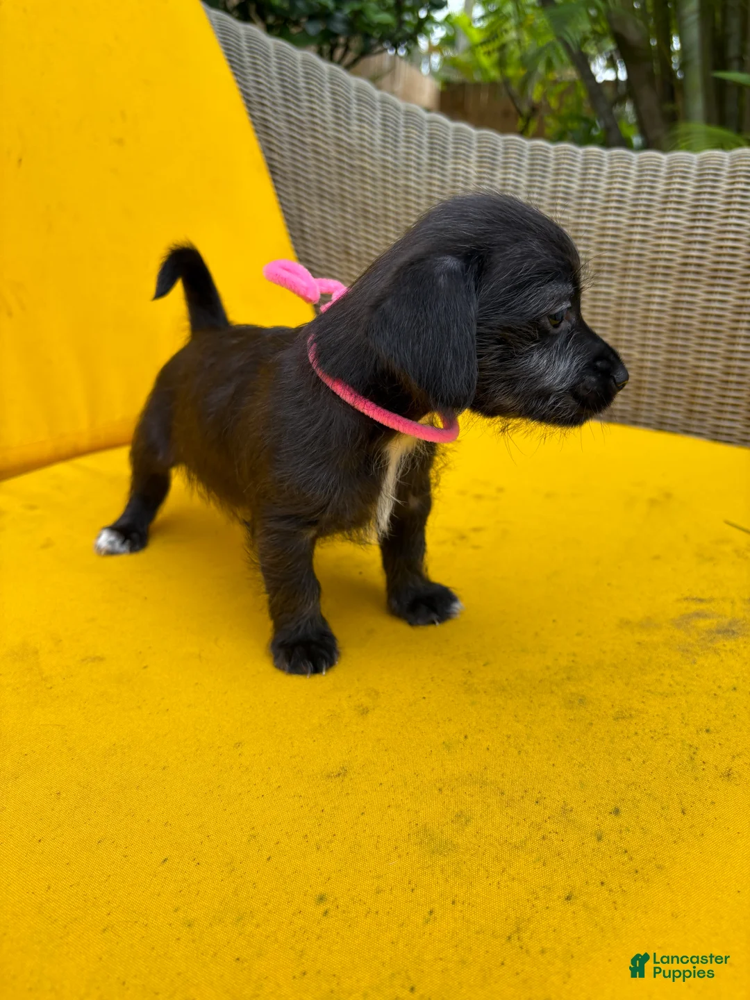 Mixed Breed dogs for sale: Mixed Breed 2 - Ad 2
