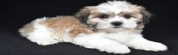 Teddy Bear dogs for sale: Cindy - Ad 7