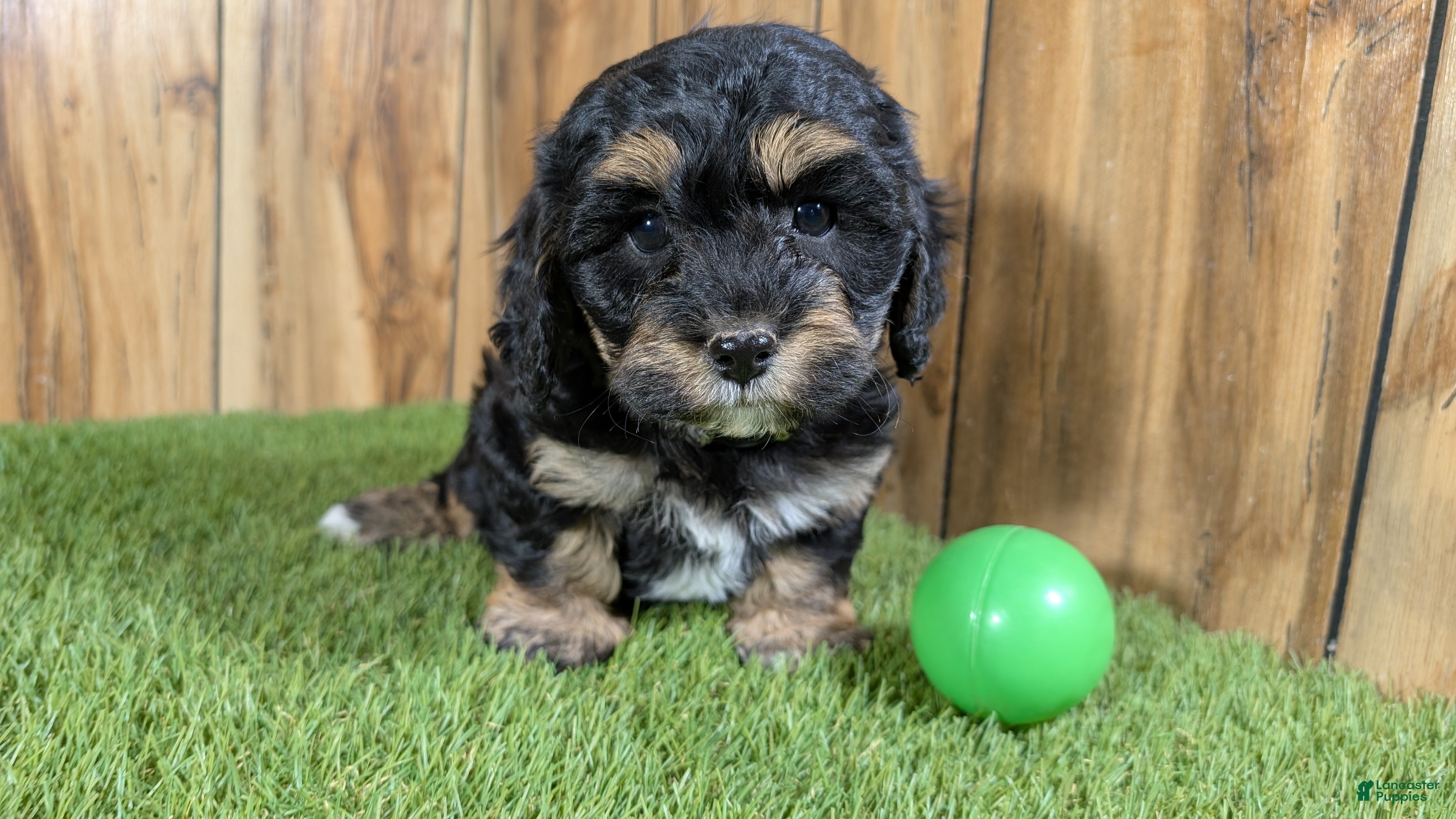 Cavapoo dogs Effie Boy 1 - Ad 15