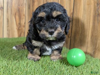 Cavapoo dogs Effie Boy 1 - Ad 14