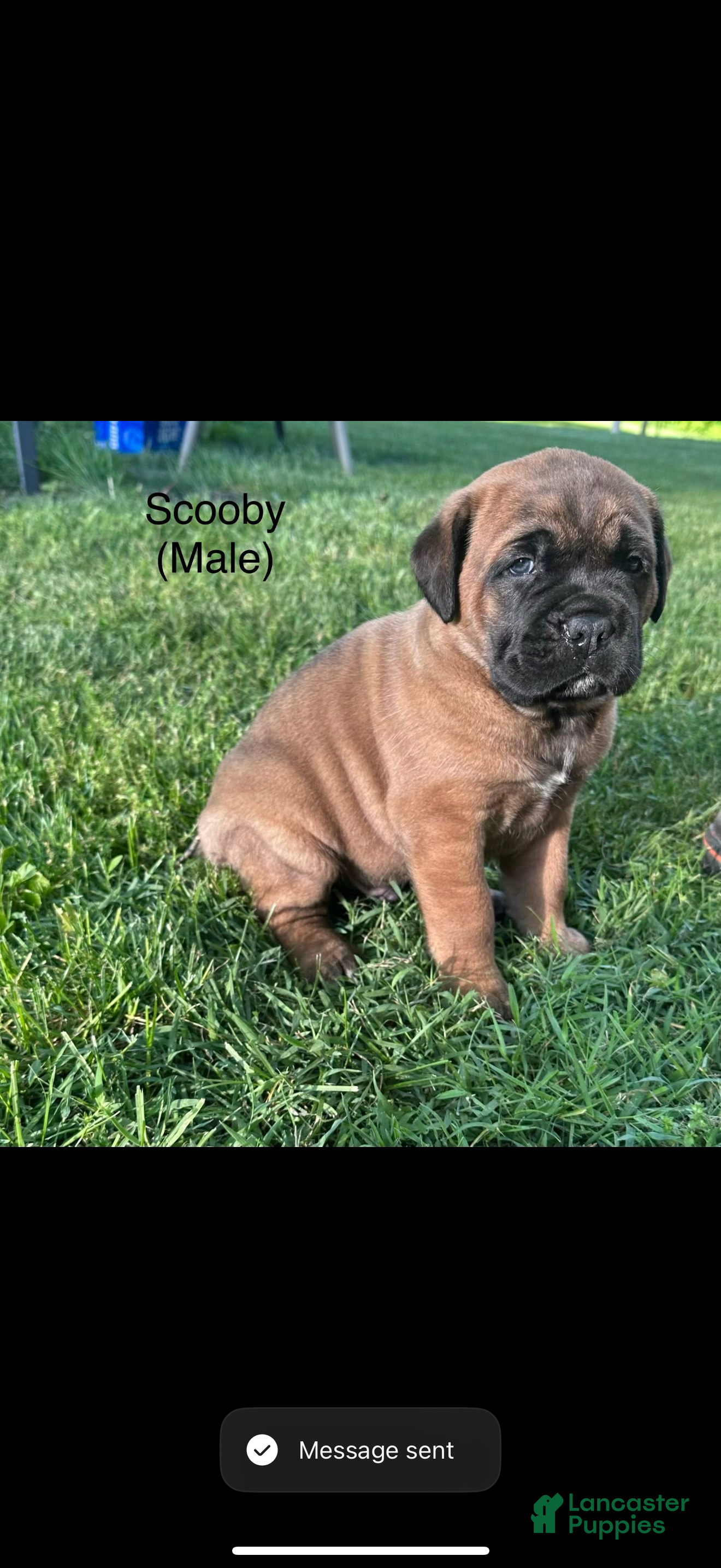 Cane Corso dogs Cane Corso Puppy 2 - Ad 1