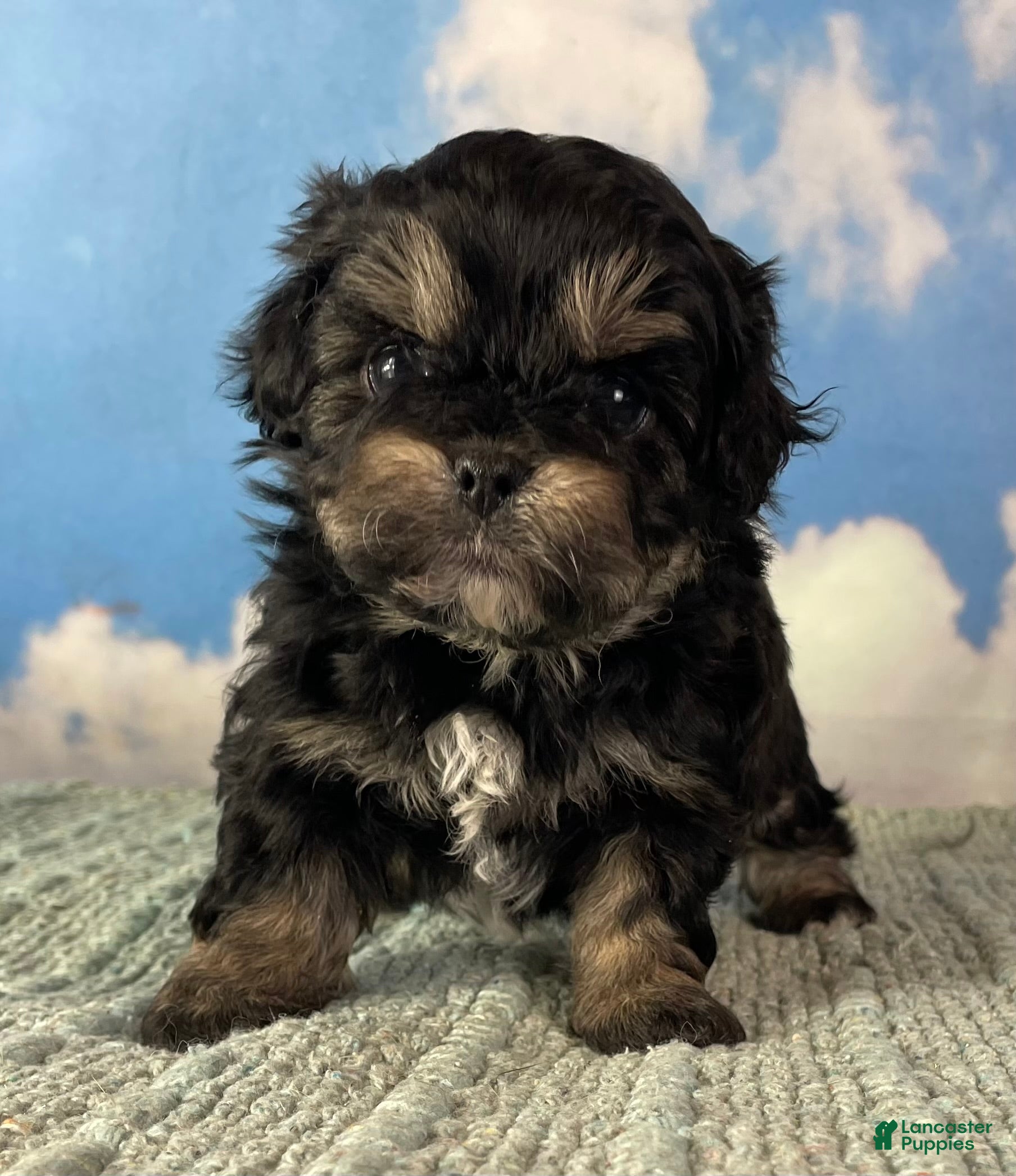 Mixed Breed dogs Maci - Ad 23