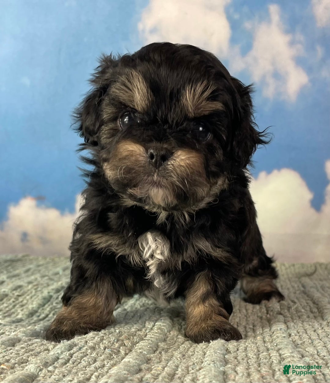 Mixed Breed dogs for sale: Maci - Ad 1