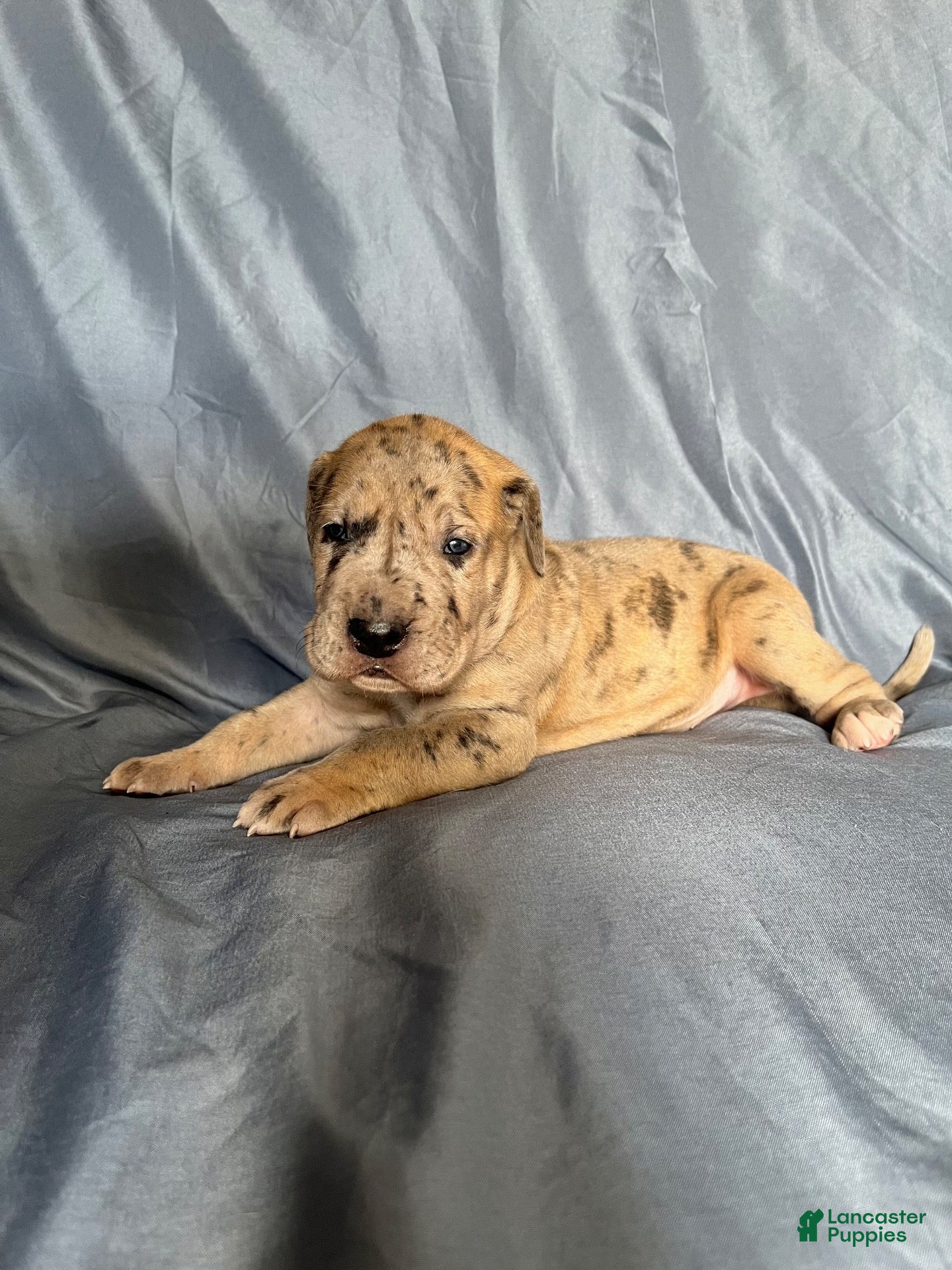 Great Dane dogs Great Dane 1 - Ad 23