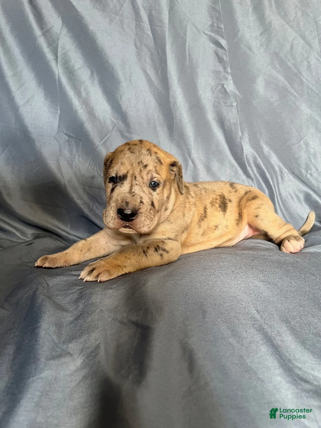 Great Dane dogs for sale: Great Dane 1 - Ad 1