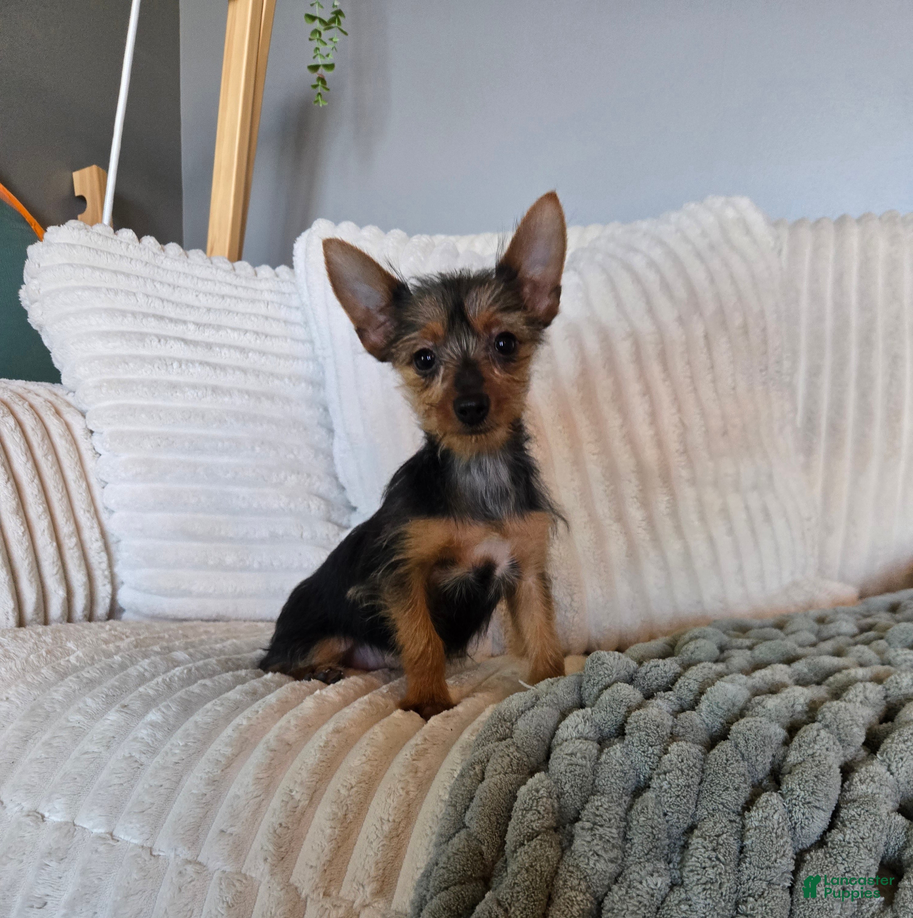 Yorkshire Terrier dogs Yorkshire Terrier Puppy 1 - Ad 1