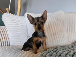 Yorkshire Terrier dogs Yorkshire Terrier Puppy 1 - Ad 1