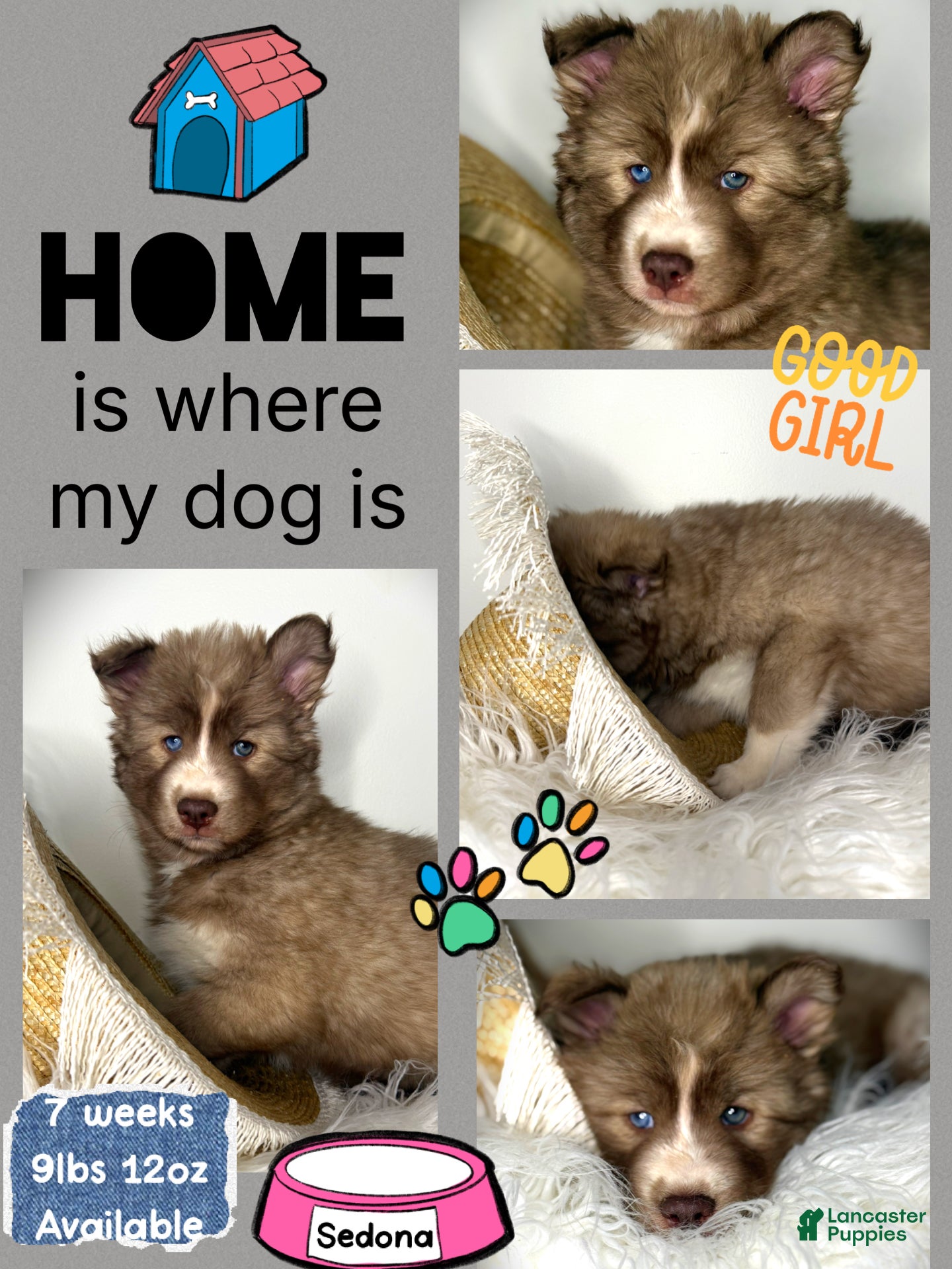 Siberian Husky dogs Sedona - Ad 19