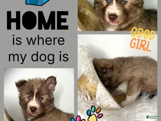 Siberian Husky dogs Sedona - Ad 19