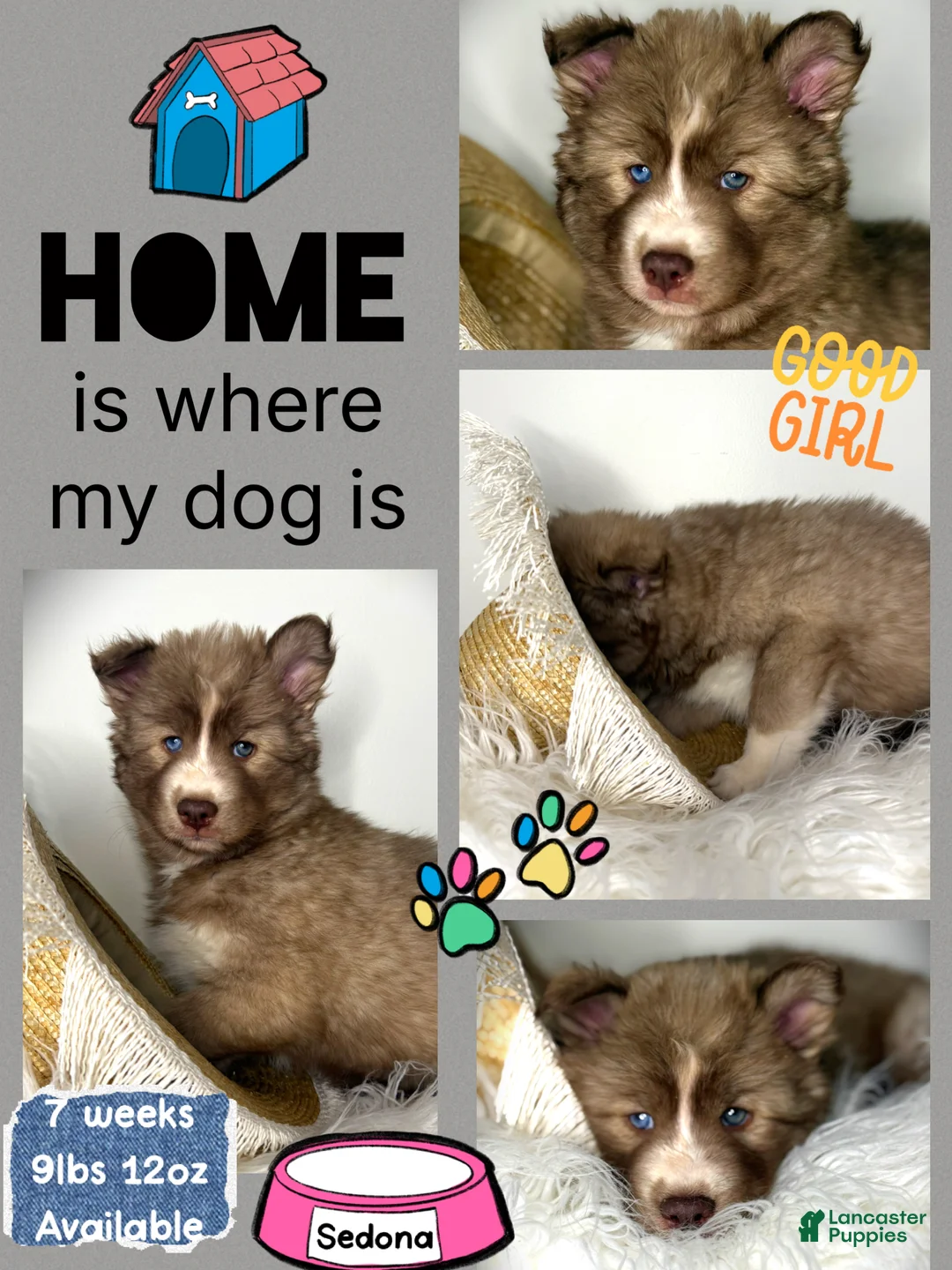 Siberian Husky dogs for sale: Sedona - Ad 1