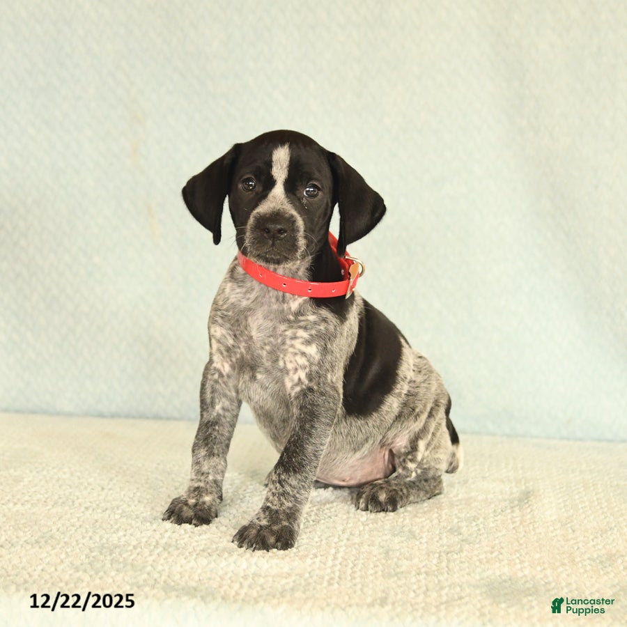 German Shorthaired Pointer dogs Tami - Ad 7