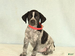 German Shorthaired Pointer dogs Tami - Ad 7