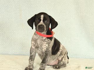 German Shorthaired Pointer dogs Tami - Ad 3