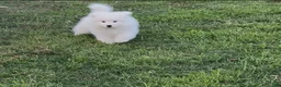 Samoyed dogs for sale: Nimbus  - Ad 8