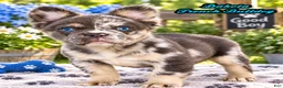 French Bulldog dogs for sale: Dakota Male AKC Fluffy French Bulldog - Ad 1