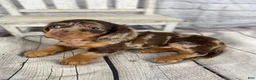 Miniature Dachshund dogs for sale: Pearl - Ad 14