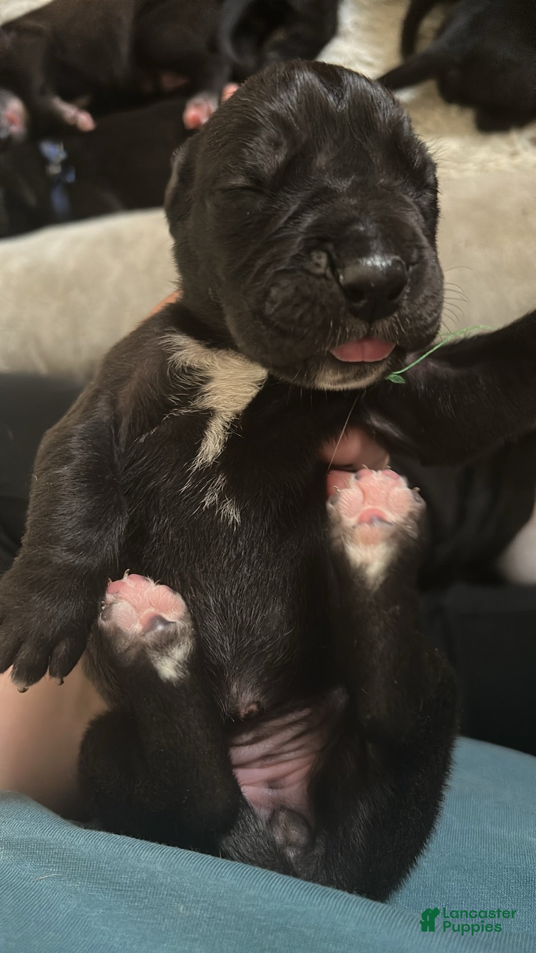 Great Dane dogs Great Dane Puppy 8 - Ad 29