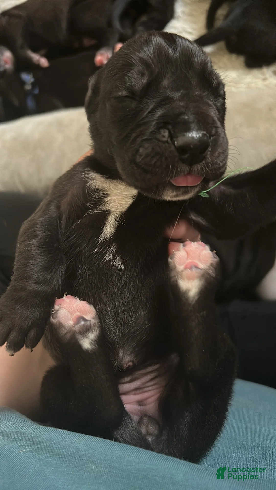 Great Dane dogs for sale: Great Dane Puppy 8 - Ad 1