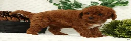 Cavapoo dogs for sale: Logan - Ad 4