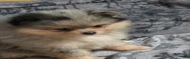 Pomeranian 4