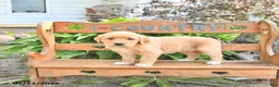 Golden Retriever dogs for sale: Bella Mia - Ad 3