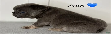 Ace - Male French Bulldog Puppy