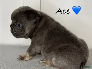 French Bulldog dogs Ace - Male French Bulldog Puppy - Ad 36