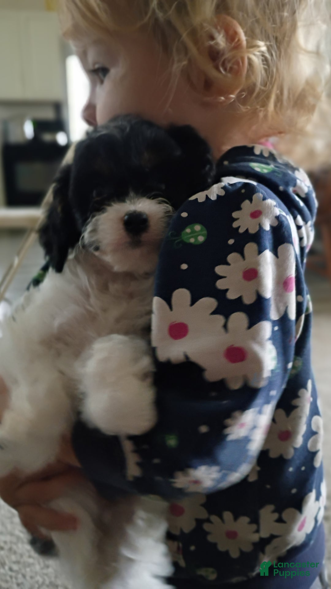 Cavapoo dogs for sale: Sasha - Ad 19